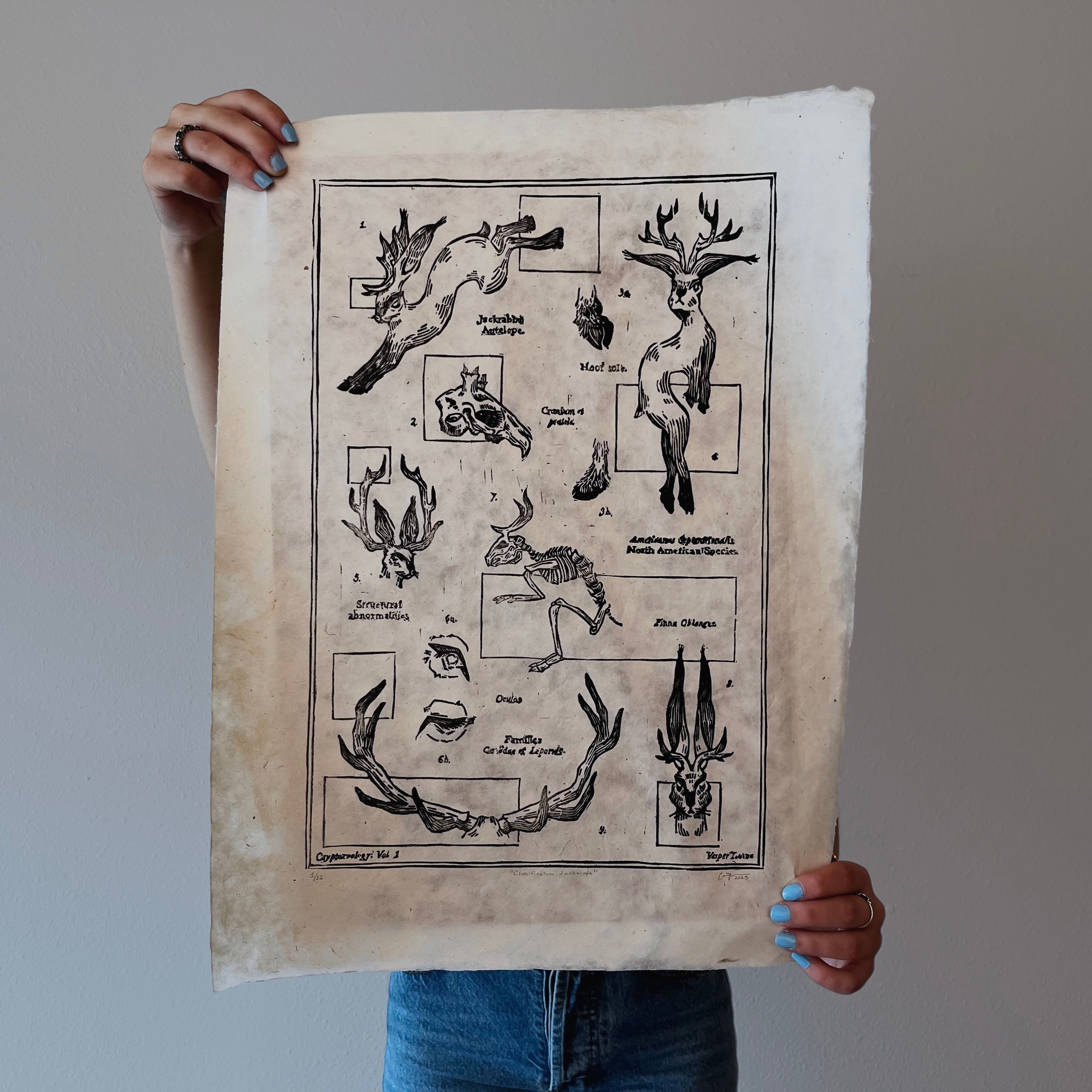 Classification: Jackalope Print (Series of 12)